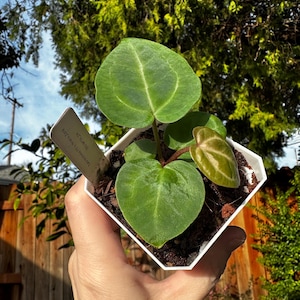 May include: A small potted plant with large, heart-shaped green leaves and a smaller, variegated leaf. The plant is in a white, geometric pot and held in a hand. The background includes a wooden fence and green foliage.