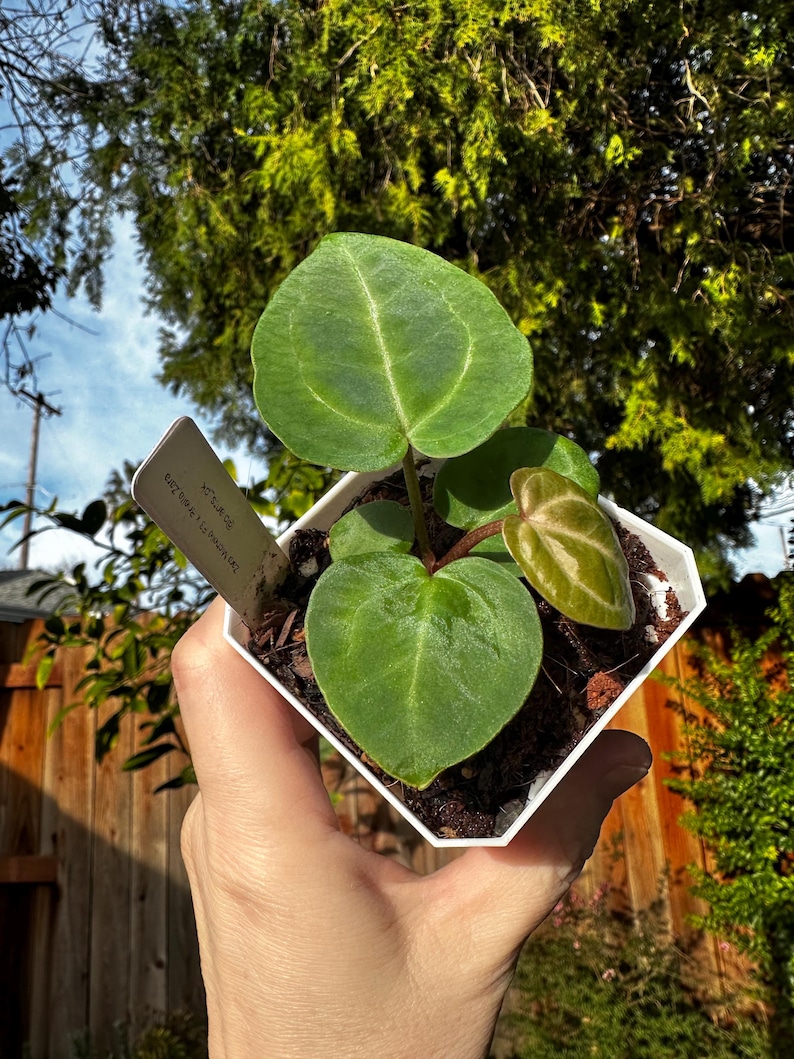 May include: A small potted plant with large, heart-shaped green leaves and a smaller, variegated leaf. The plant is in a white, geometric pot and held in a hand. The background includes a wooden fence and green foliage.