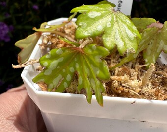 Begonia dregei (Glasgow)(Exact Plant)