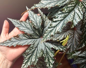 Begonia Gryphon - Large Unique  leaves - green, silver, with some purple tint