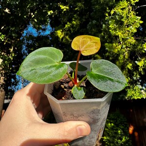 Anthurium King of Spades x Zara Michelle image 3
