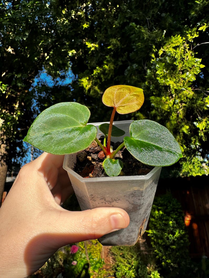 Anthurium King of Spades x Zara Michelle image 3