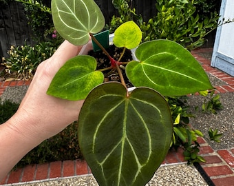 Anthurium King of Spades x Zara Michelle (Exact)