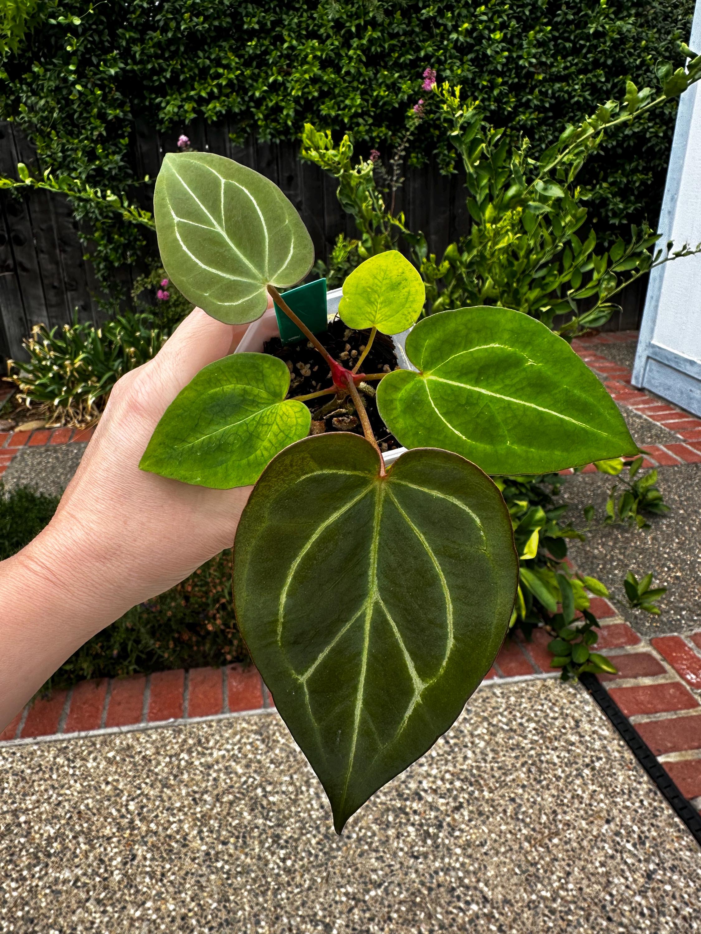Anthurium Zara X Anthurium Michelle - Etsy