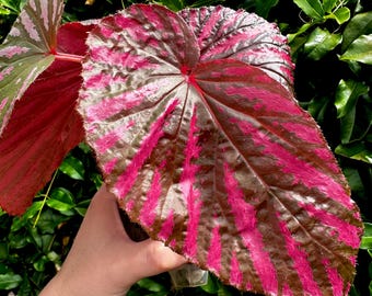 Begonia Brevirimosa  ‘Exotica’: Large Bold Pink Colors *Exact Plant*