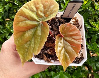 Begonia thurstonii (Rare)