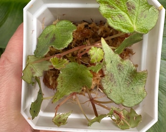 Begonia sp. Vietnam (Rare) Vining mini species