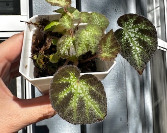 Begonia Ningmingensis: Healthy Rooted Plant (Exact)