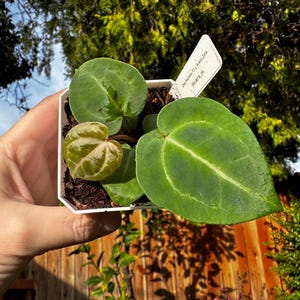 May include: A small potted plant with large, heart-shaped green leaves and a smaller, variegated leaf. The plant is labeled "Zora Morena F3 x Aralia Zara @plants_pk". The plant is held in a white square pot.