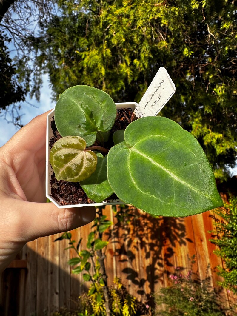 May include: A small potted plant with large, heart-shaped green leaves and a smaller, variegated leaf. The plant is labeled "Zora Morena F3 x Aralia Zara @plants_pk". The plant is held in a white square pot.