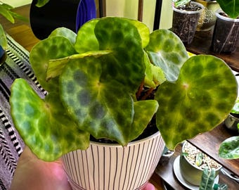 Begonia Kingiana - Tortoise patterned foliage