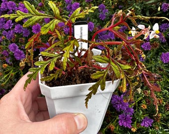 Begonia polilloensis (exact plant)