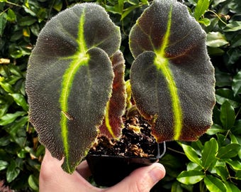 Begonia Listada (Exact Plant) Rare terrarium species. Collectors Begonia