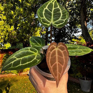 アンスリウム　Zara×Michelle F3×antolakii 'Yard' Anthurium Michelle X Zara Doc Block - Etsy