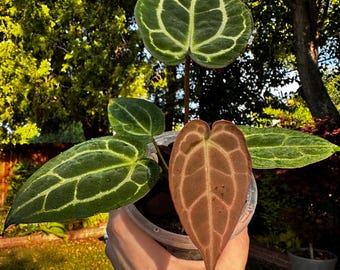 Collectors Anthurium Zara Michelle f3 x Brielle Zara