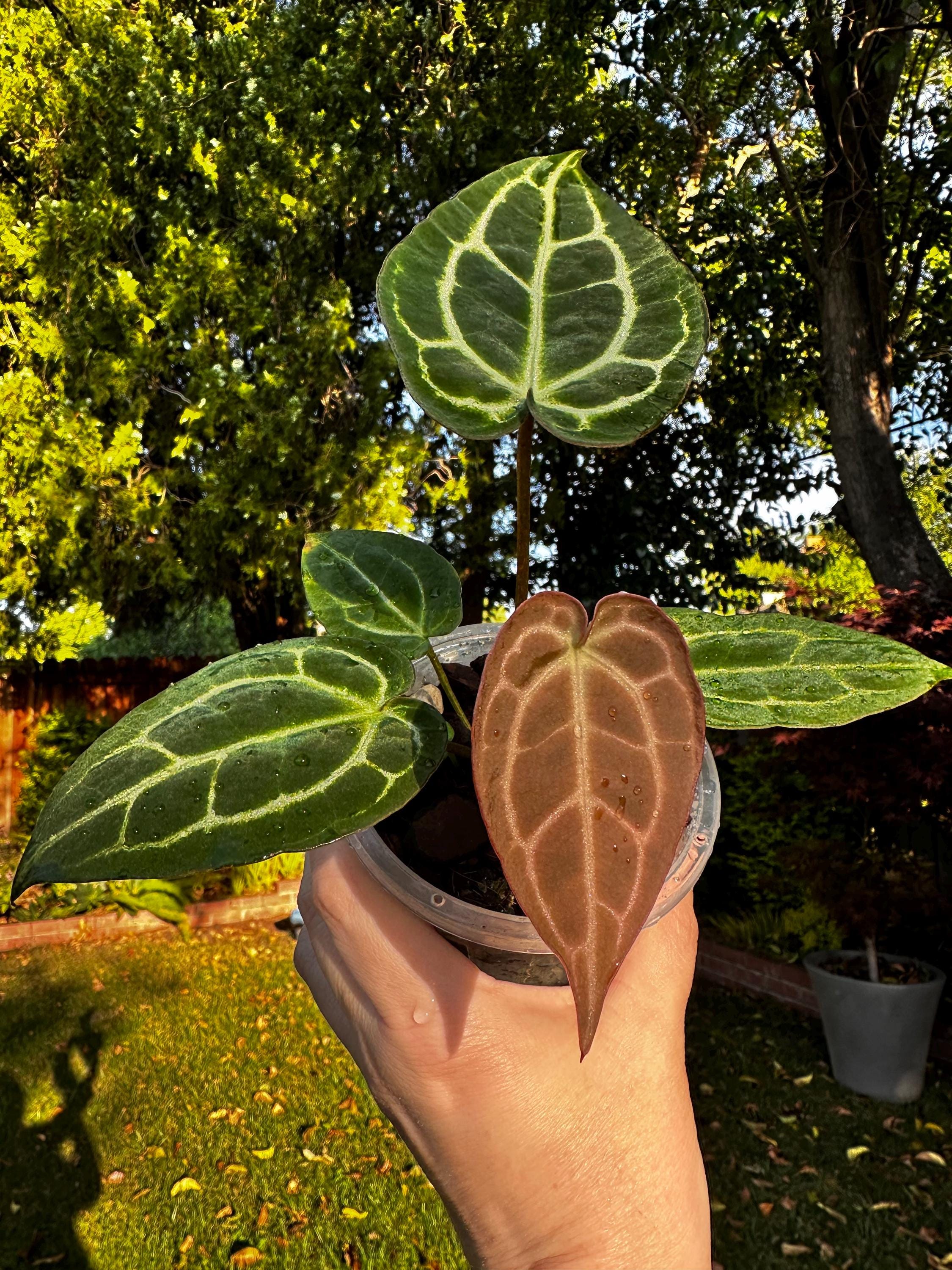 Anthurium Michelle X Zara Doc Block - Etsy