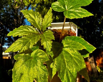Begonia Thiemei - Large Unique  leaves - Palm Leaf Begonia