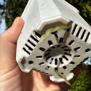 May include: A white plastic plant pot with a geometric design. The pot has drainage holes and visible plant roots extending from the bottom. The pot is held in a hand, with a blurred green background.