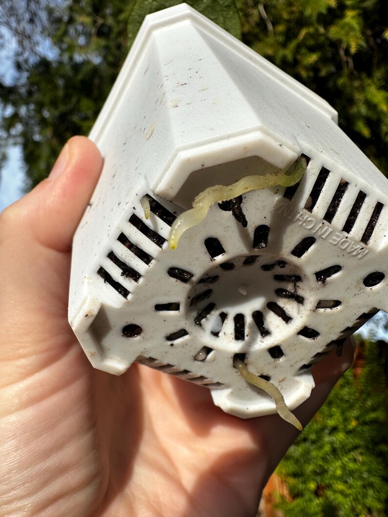 May include: A white plastic plant pot with a geometric design. The pot has drainage holes and visible plant roots extending from the bottom. The pot is held in a hand, with a blurred green background.