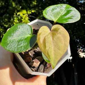 Anthurium King of Spades x Zara Michelle image 1