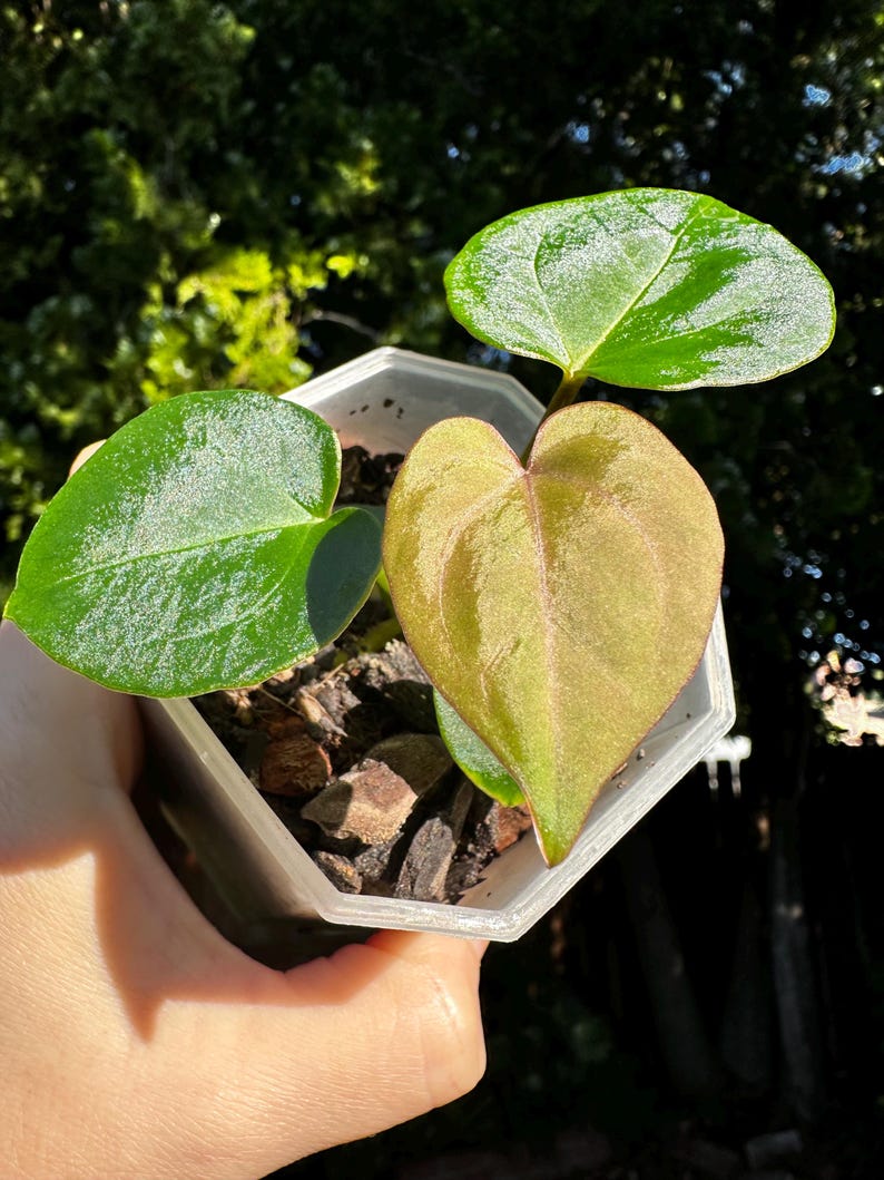 Anthurium King of Spades x Zara Michelle image 1