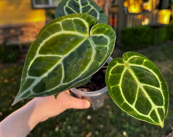 Anthurium Michelle Zara X (bess X BVEP 'felix') Seedling - Etsy