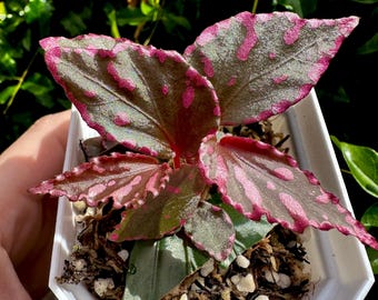 Begonia Julau Type 1 - Exact Plant - Rare Begonia Terrarium Specimen - Hot Pink