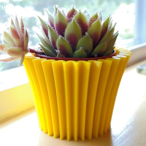 Pode incluir: Um vaso canelado amarelo vibrante contém uma planta suculenta com folhas verdes e bordô. O vaso tem um design texturizado único. A suculenta tem um rebento menor com folhas rosadas. O vaso está sobre uma superfície clara perto de uma janela.
