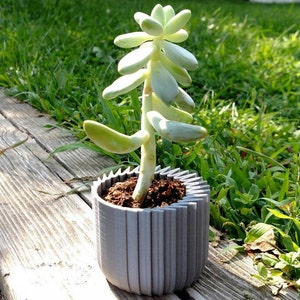 May include: A light green succulent plant in a gray, ridged, cylindrical planter. The plant has thick, oval-shaped leaves and a tall, slender stem. The planter sits on a wooden surface with green grass in the background.