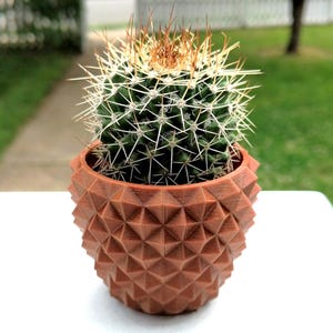 May include: A small, spiky cactus in a geometric, terracotta-colored pot. The cactus has a green body with white spines and a brown top. The pot has a textured, diamond-like pattern. The plant is on a white surface with a green background.