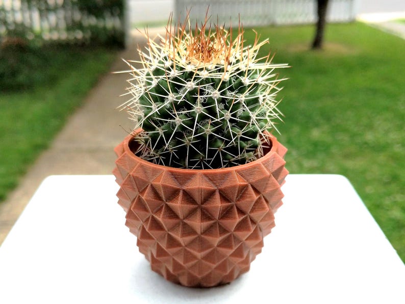 May include: A small, spiky cactus in a geometric, terracotta-colored pot. The cactus has a green body with white spines and a brown top. The pot has a textured, diamond-like pattern. The plant is on a white surface with a green background.
