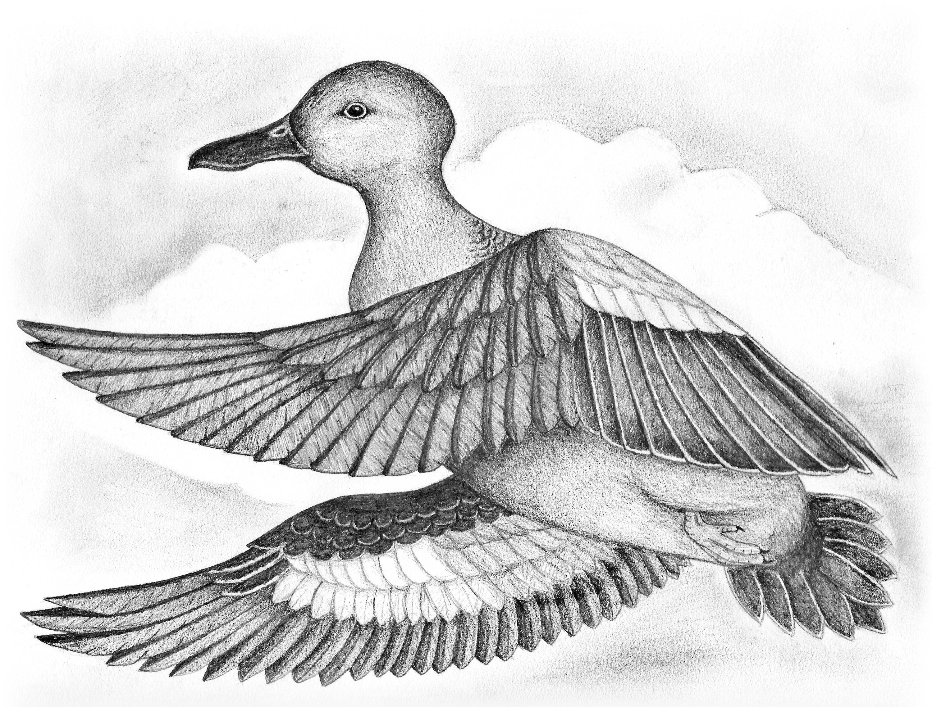 Easy Duck Sketch Pencil Drawing Yellow with Pencil