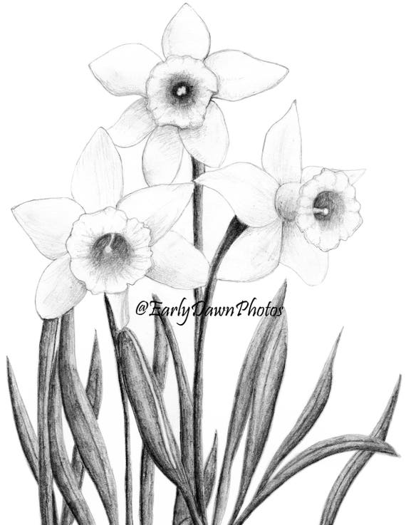 Narcyz Rysunku Kompozycji Kwiat Sztuka Cyfrowa Sztuka Nadający Się Do Wydruku Wystrój Domu Ilustracja Kwiatowy Rysunek Wielkanoc Wiosna