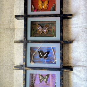 May include: A wooden wall shelf with four framed butterfly displays. Each frame contains a different butterfly specimen against a colorful background. The shelf has a dark, distressed finish, adding a rustic touch to the artwork.