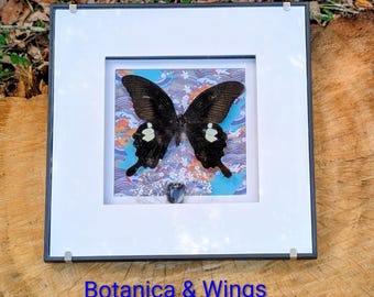 May include: Framed artwork of a black butterfly with white spots, displayed against a patterned backdrop of blue, orange, and purple. The frame is dark grey with a white mount. The text "Botanica & Wings" is at the bottom.