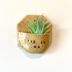 May include: A speckled, tan ceramic wall planter with the text "rip to me" in black lettering. The planter holds a green air plant. The planter has an irregular, hexagonal shape and is mounted on a white wall.