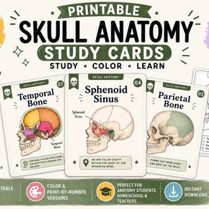 Pode incluir: Cartões de estudo imprimíveis sobre anatomia do crânio com ilustrações educativas do osso temporal, seio esfenoidal e osso parietal. Cada cartão inclui etiquetas anatómicas, texto descritivo e diagramas a cores para aprendizagem.