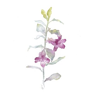 Pode incluir: Pintura em aquarela de uma planta esguia com flores roxas e folhas verdes. A obra de arte apresenta um estilo delicado e minimalista com transi&ccedil;&otilde;es de cores suaves. O caule da planta &eacute; verde suave e as flores s&atilde;o de um roxo vibrante.