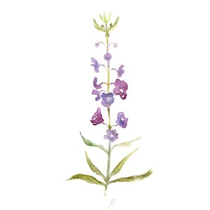 Pode incluir: Pintura em aquarela de uma flor alta e esguia, roxa e verde. A flor tem m&uacute;ltiplas flores roxas ao longo de um caule verde com folhas verdes. A obra de arte est&aacute; em um fundo branco.