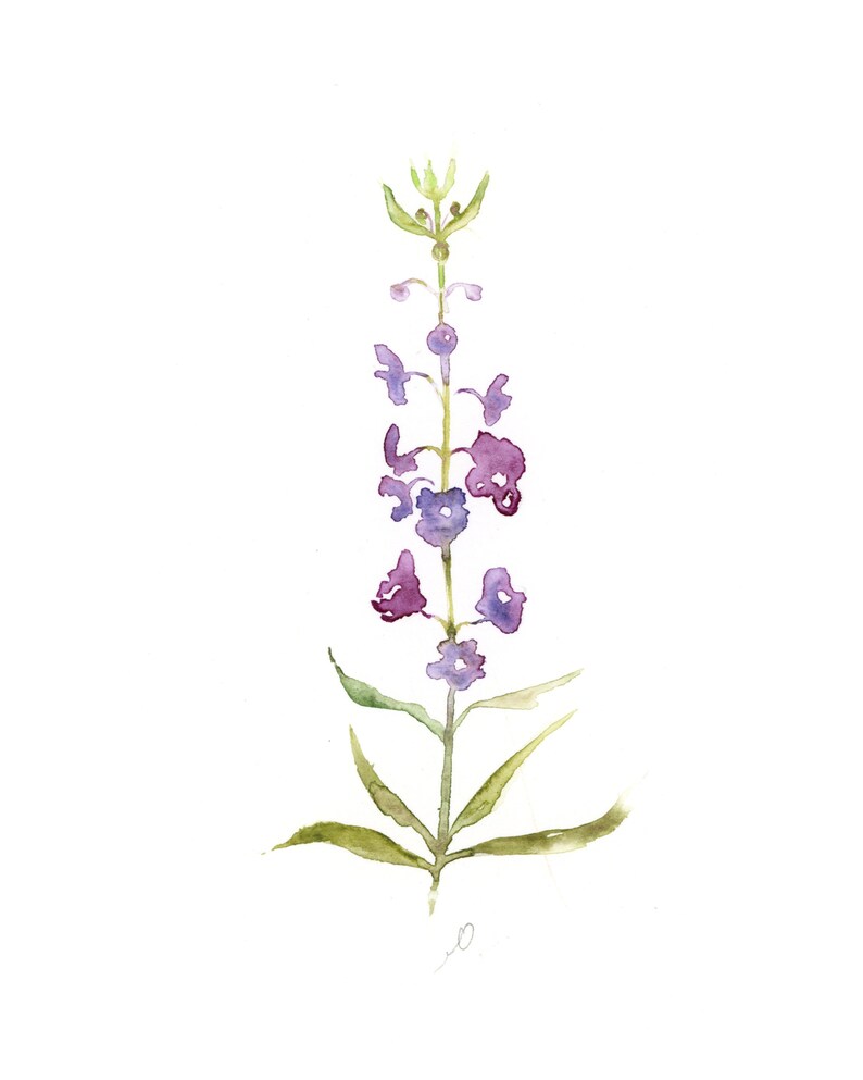 Pode incluir: Pintura em aquarela de uma flor alta e esguia, roxa e verde. A flor tem m&uacute;ltiplas flores roxas ao longo de um caule verde com folhas verdes. A obra de arte est&aacute; em um fundo branco.