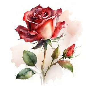 Red Rose Clipart, 10 JPG di alta qualità, Download digitale, ClipArt ad acquerello, Creazione di carte, Creazione di carta, Pacchetto commerciale