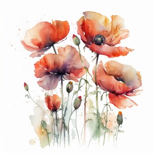 Clipart de coquelicots d'été, 15 JPG de haute qualité, téléchargement numérique, aquarelle Clip Art, fabrication de cartes, fabrication de papier, Bundle Commercial