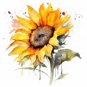 Clipart tournesol, 10 JPG de haute qualité, téléchargement numérique, aquarelle Clip Art, fabrication de cartes, fabrication de papier, Bundle Commercial