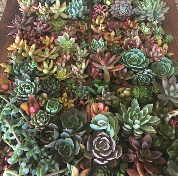 40 succulent cuttings for your fabulous creations | Etsy
