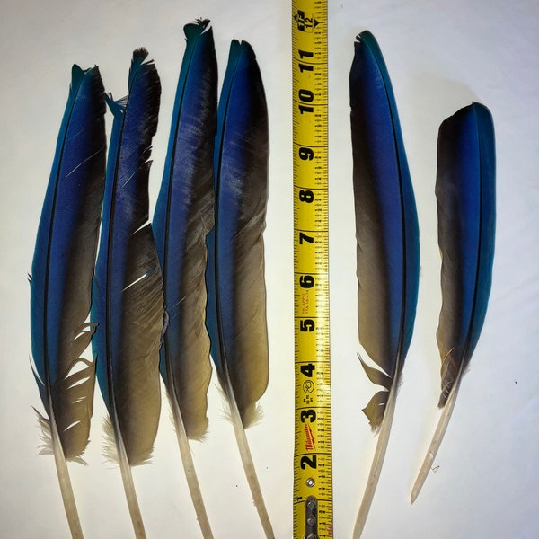 Blue/Gold Macaw feathers