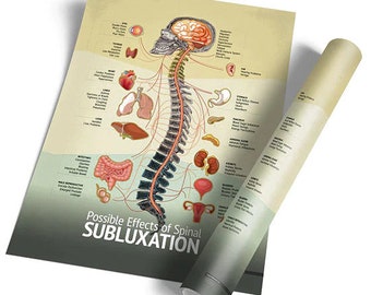 Autonomic Nervous System | Chiro Poster | Chiropractic Subluxation Nerve Chart | Spine Full Front View | Anatomy Art Print Wall Decor