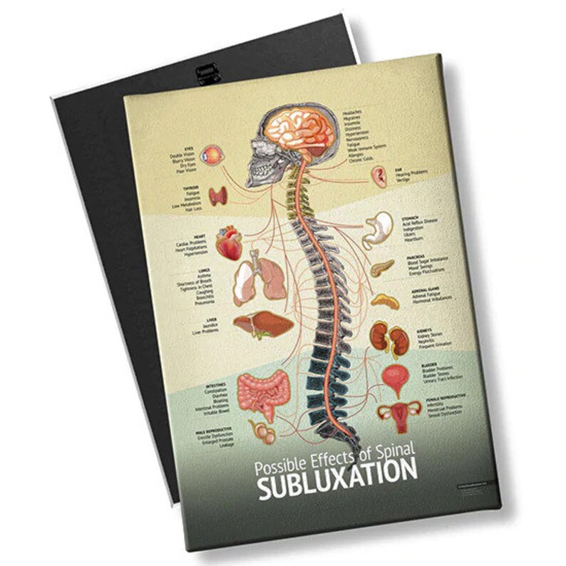 Autonomic Nervous System Chiro Poster Chiropractic Subluxation Nerve