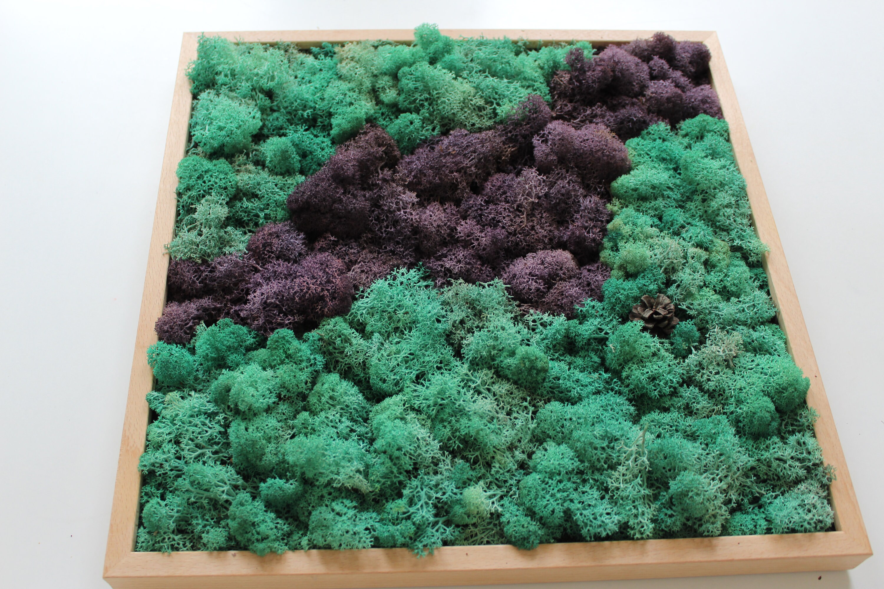 Cuadro de musgo preservado Etsy España