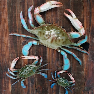 Blue Crab Maryland  *CHOOSE Lg 17&quot; ,  Med 9.25&quot;, or Sm 6&quot; Coastal wall replica mount 3D decor