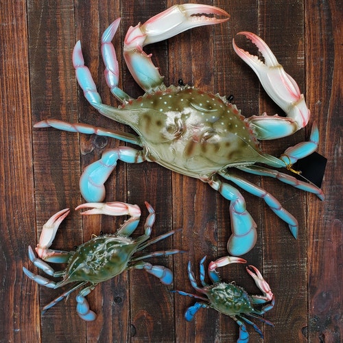 Blue Crab Maryland  *CHOOSE Lg 17" ,  Med 9.25", or Sm 6" Coastal wall replica mount 3D decor